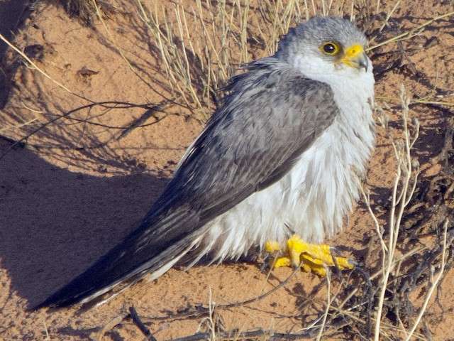 Grey Falcon