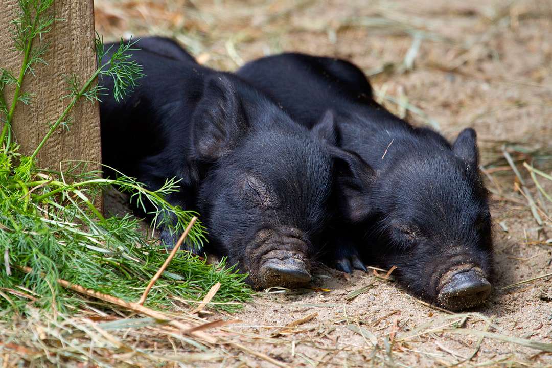 Guinea Hog