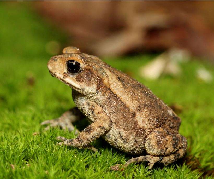 Gulf Coast Toad