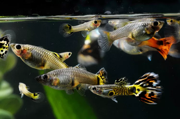 Guppy