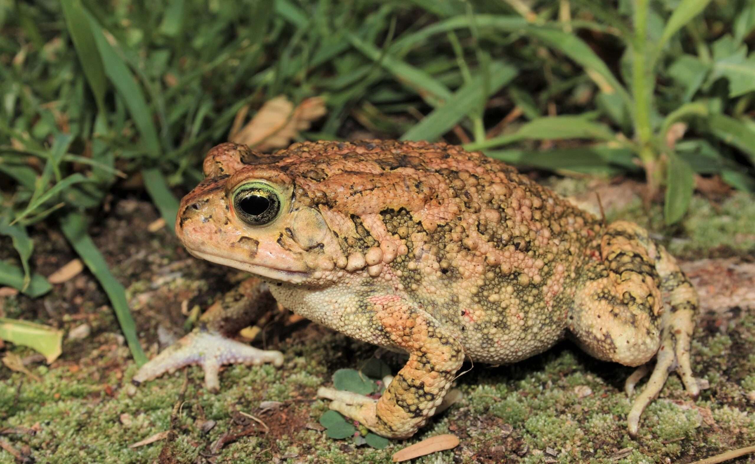 Guttural Toad