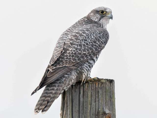 Gyrfalcon