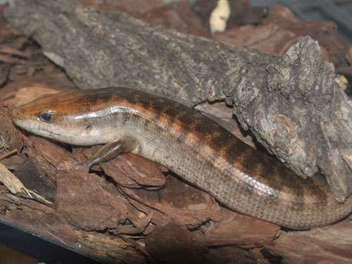 Haitian Giant Galliwasp
