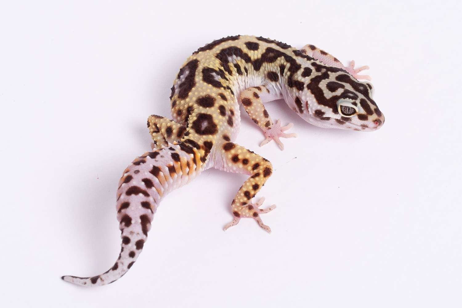 Halloween Leopard Gecko