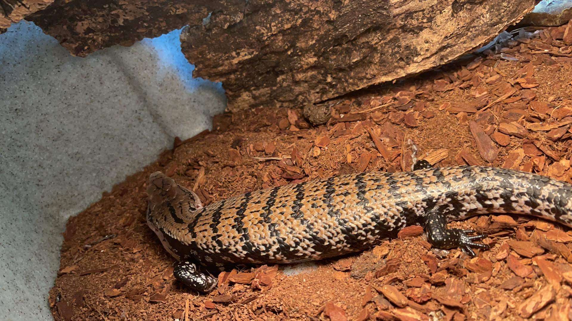 Halmahera Blue Tongue