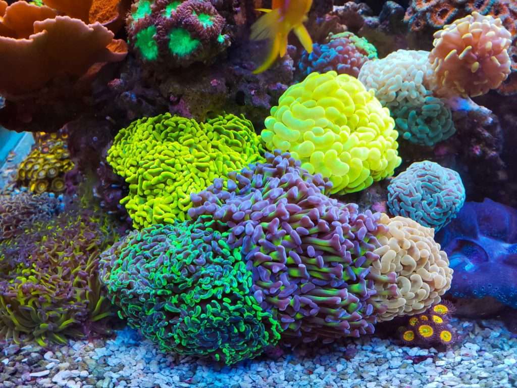 Hammer Coral