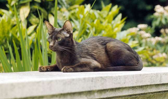 Havana Brown Cat