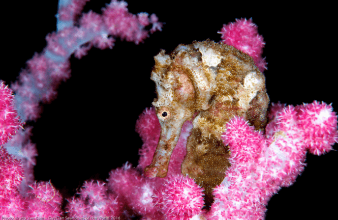 Hedgehog Seahorse
