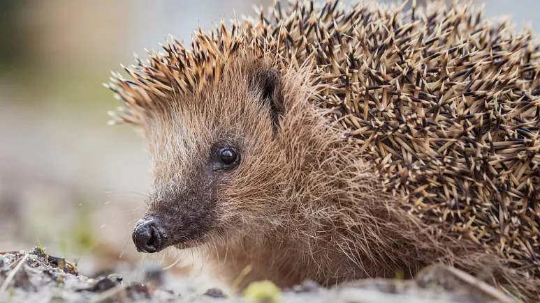 Hedgehog