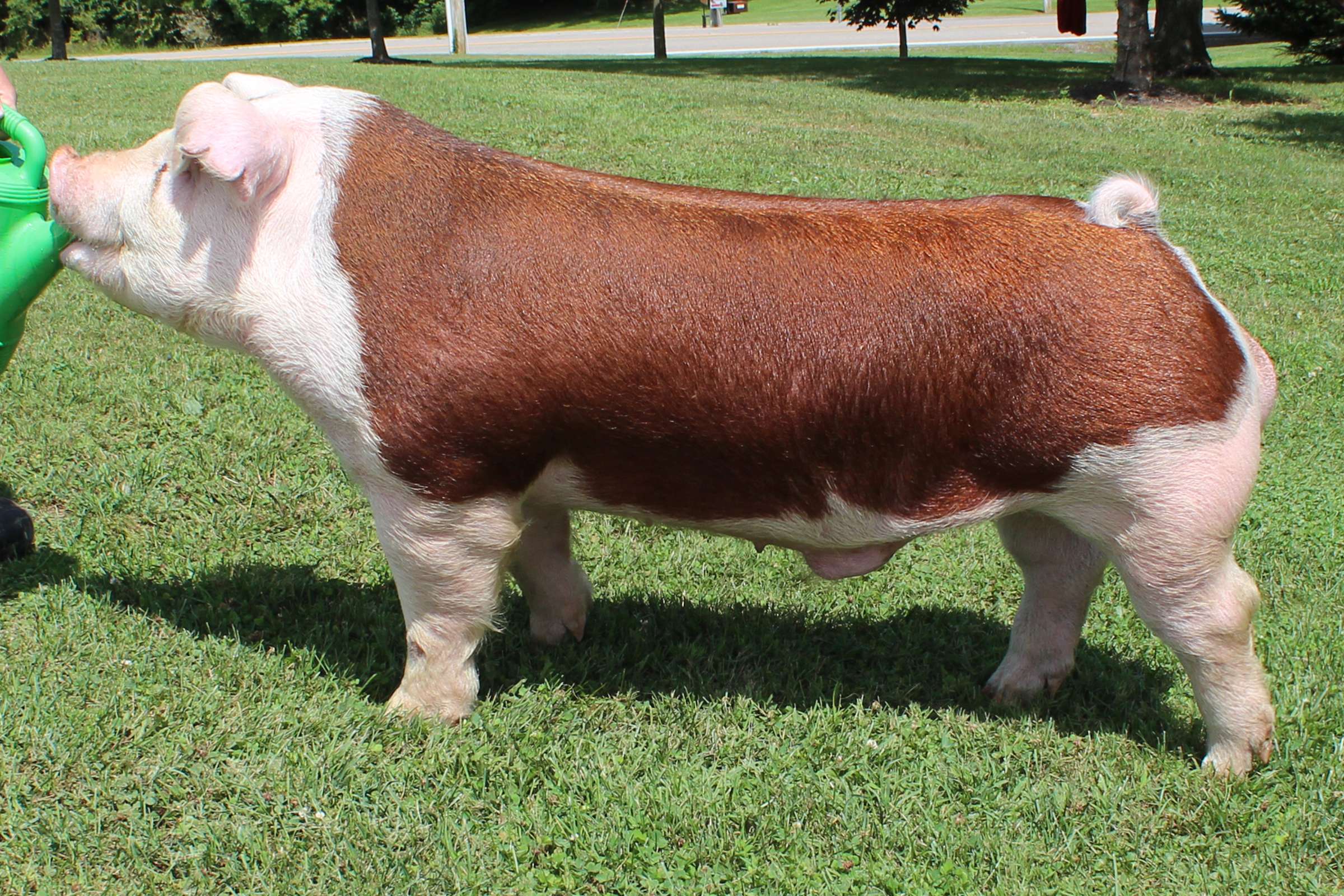 Hereford Pig