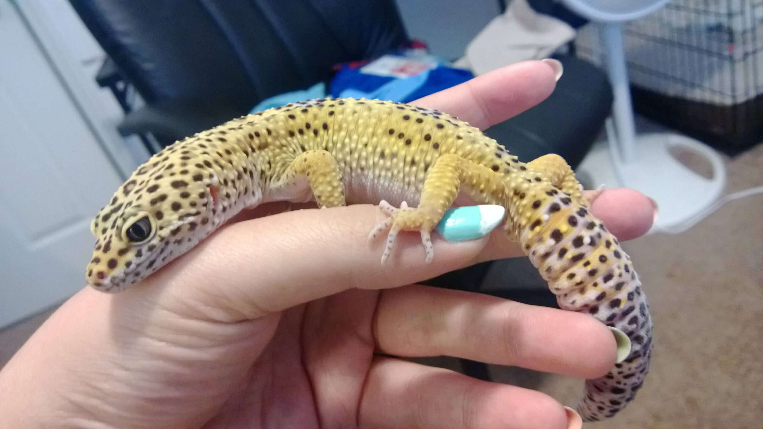 High Yellow Leopard Gecko