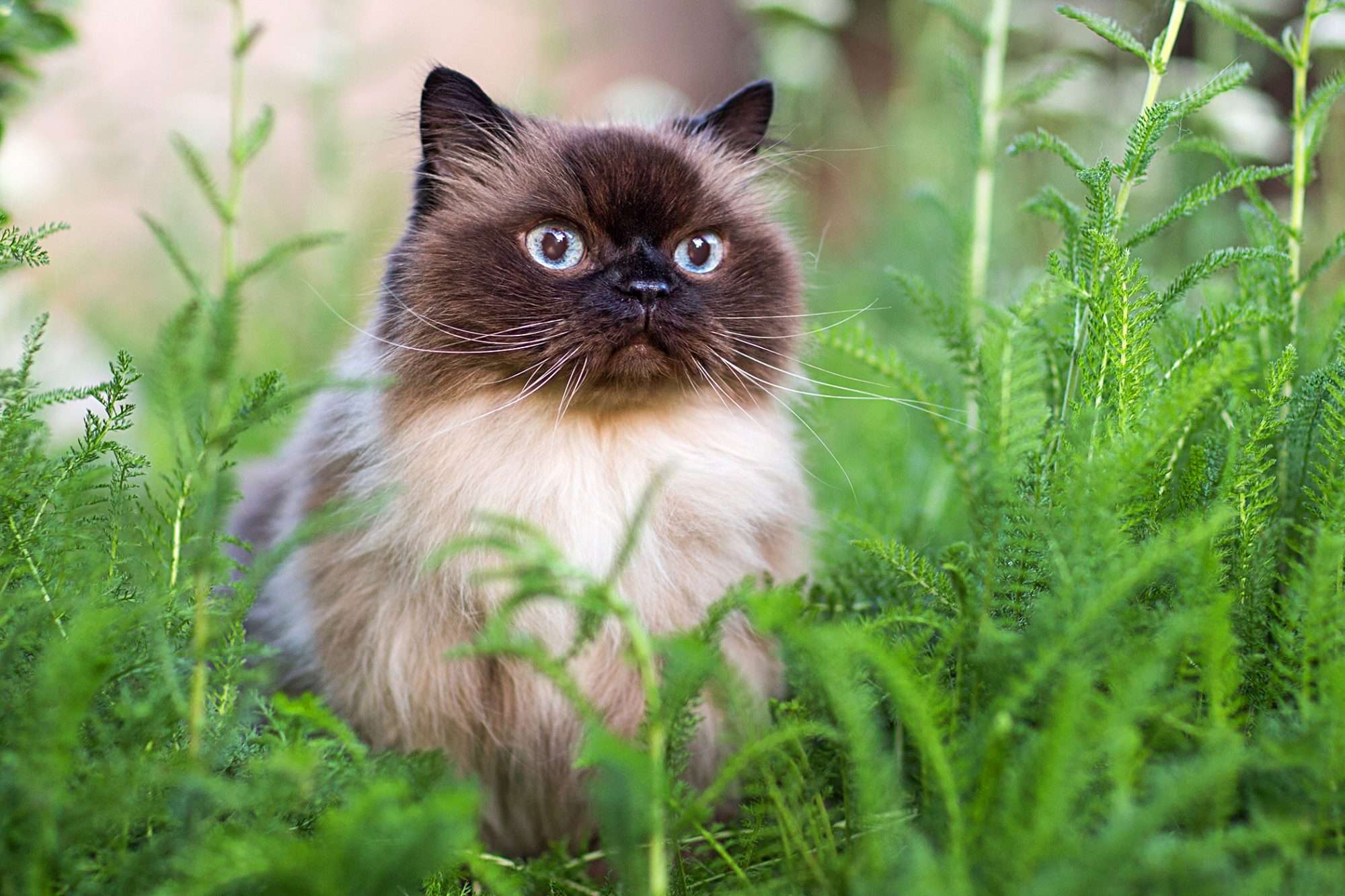 Himalayan Cat