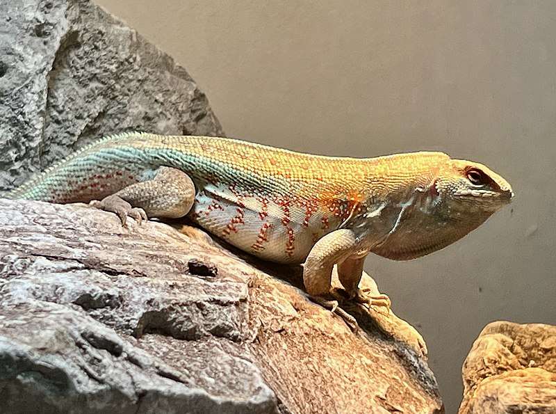 Hispaniolan Curlytail Lizard