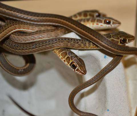 Hissing Sand Snake