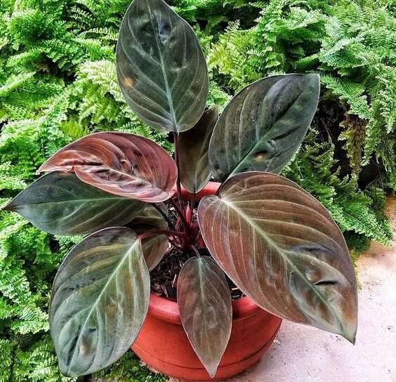 Homalomena Red Velvet