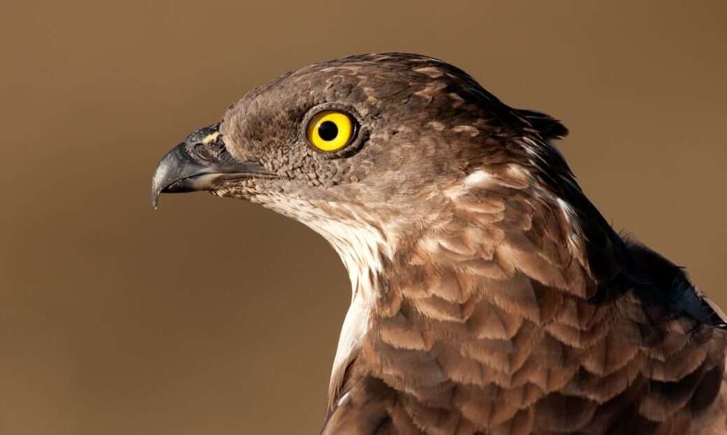 Honey Buzzard