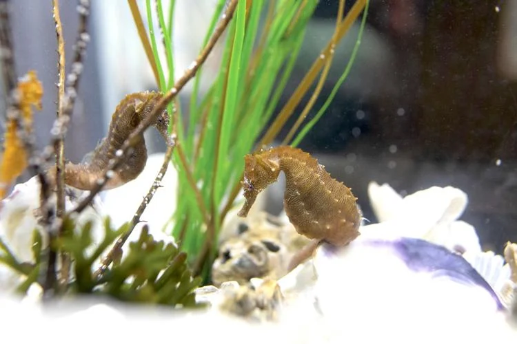 Horsefish