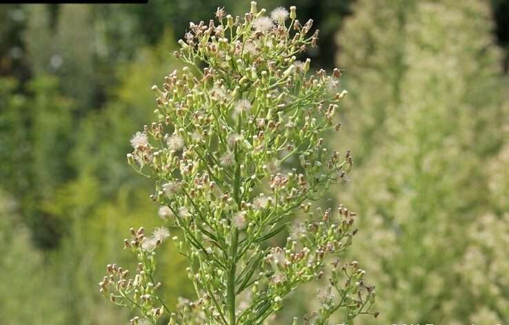 Horseweed