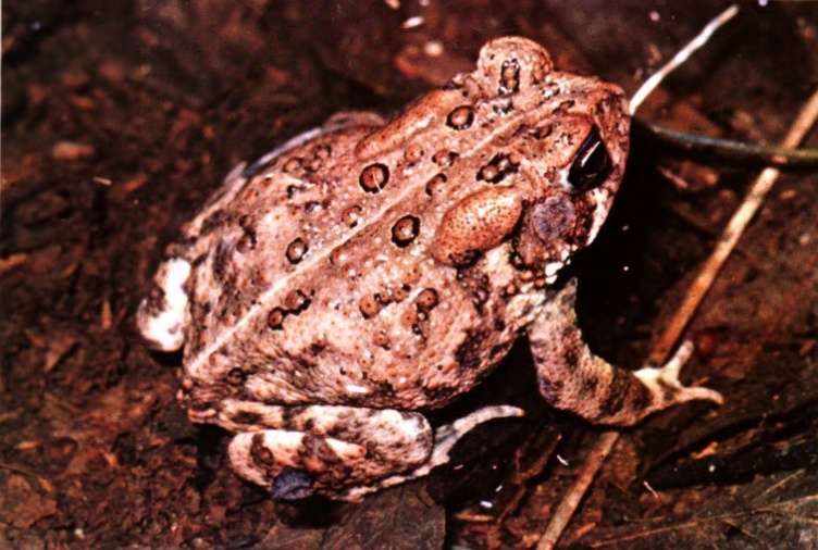 Houston Toad