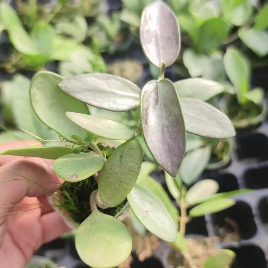 Hoya SiIver Dollar