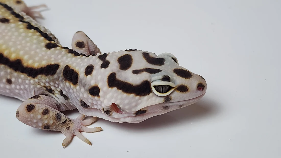Hyper Xanthic Leopard Gecko