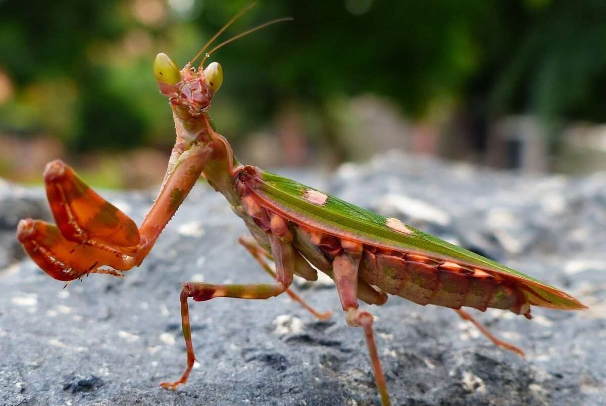 Indian Flower Mantis