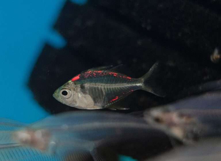 Indian Glass Fish