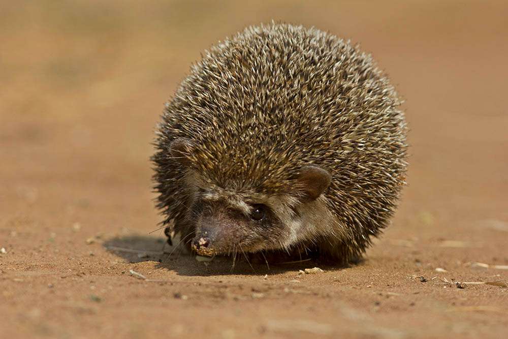 Indian Hedgehog