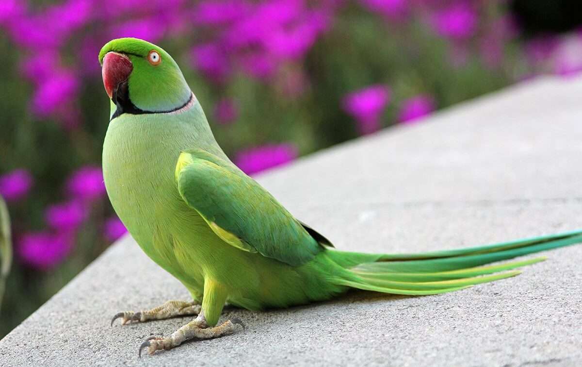 Indian Ring-Necked Parakeet