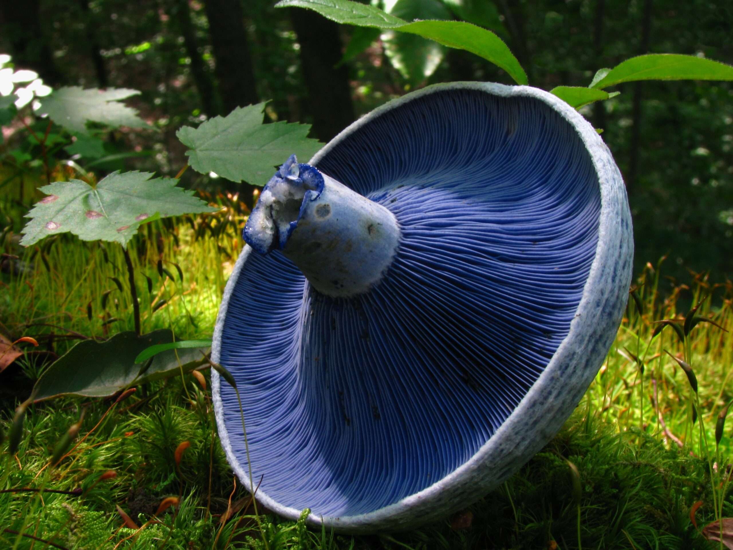 Mushrooms
