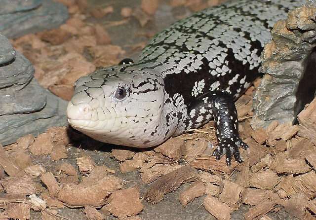 Indonesian Blue-Tongued