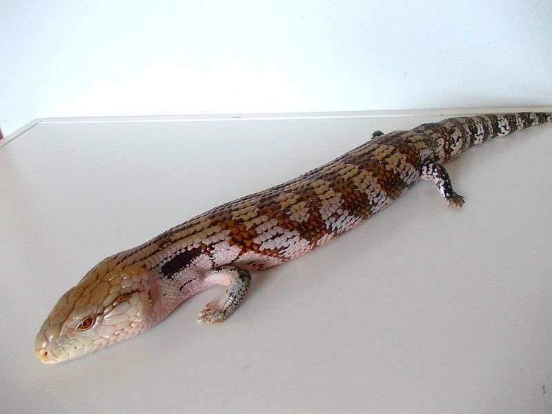 Irian Jaya Blue-Tongued