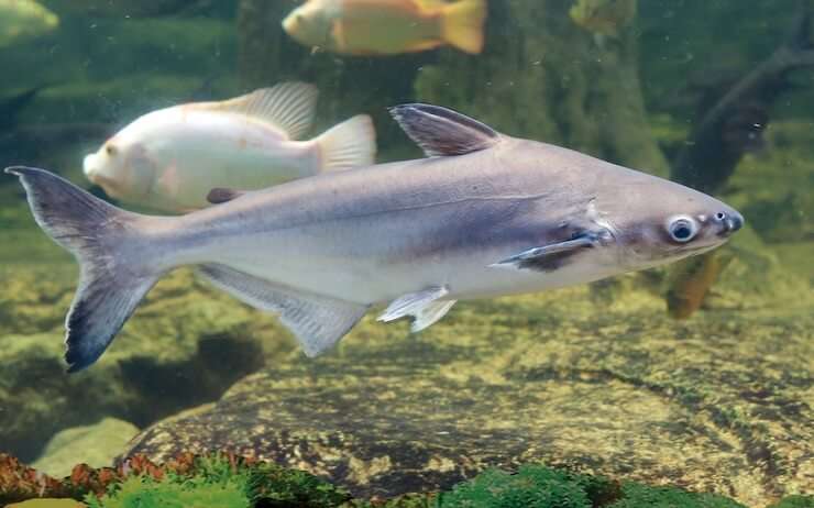 Iridescent Catfish