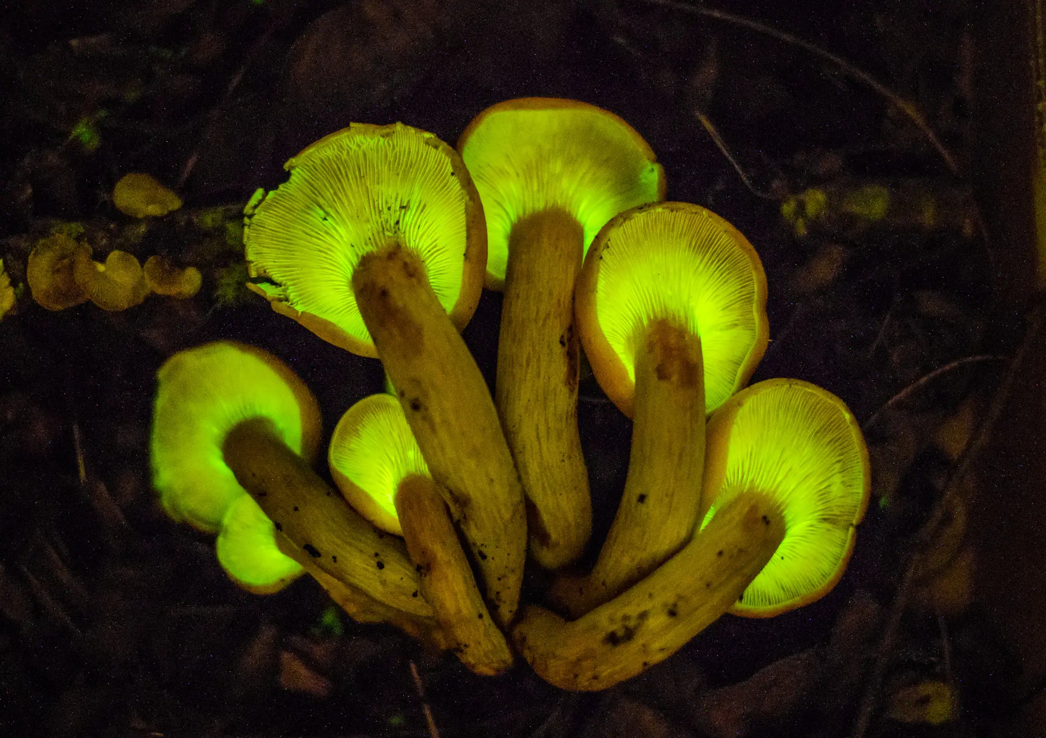 Jack O Lantern