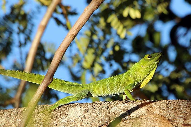 Jamaican Anole