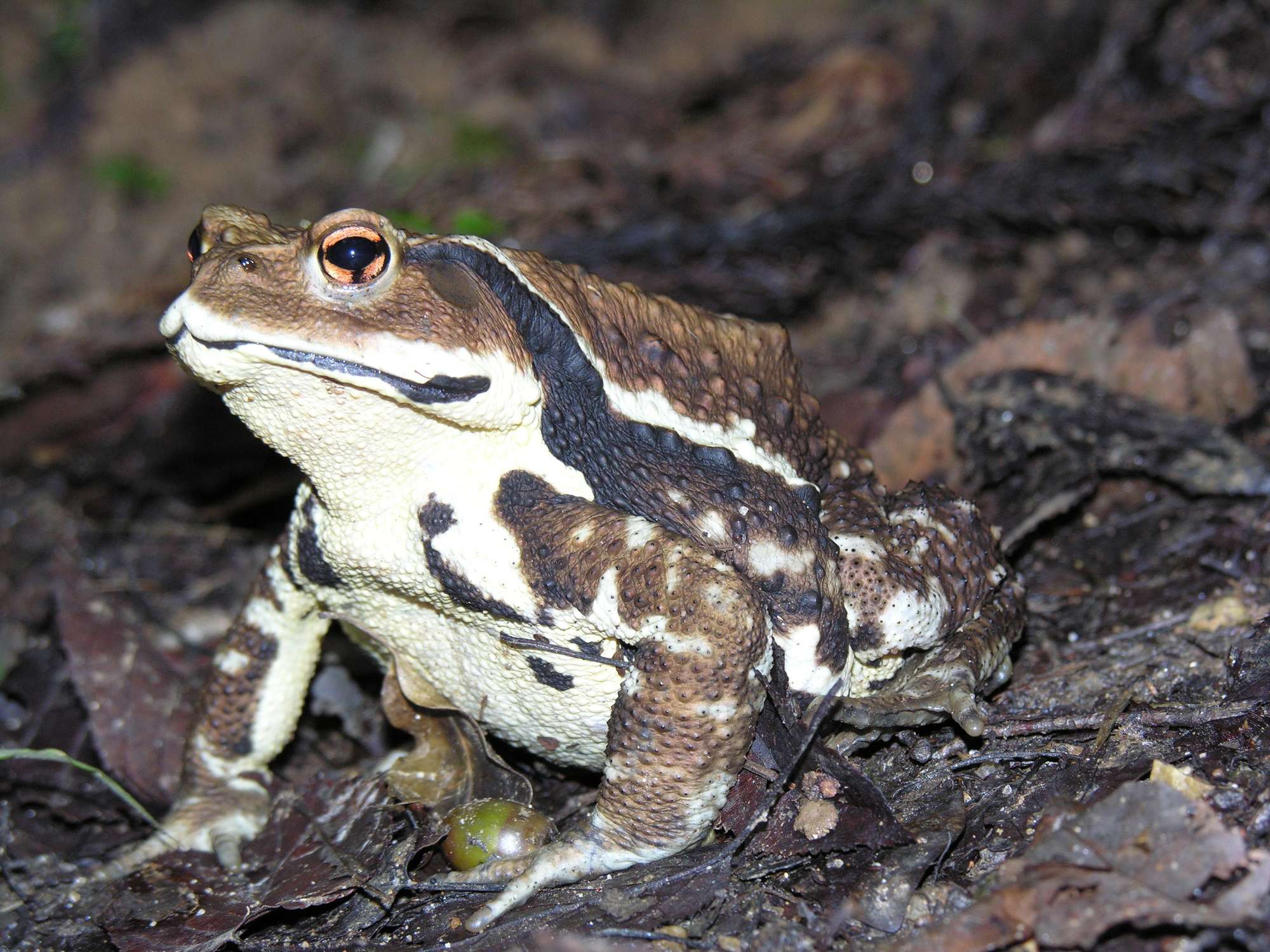 Japanese Common Toad