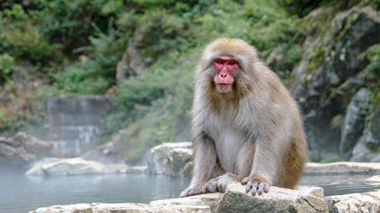 Japanese Macaque