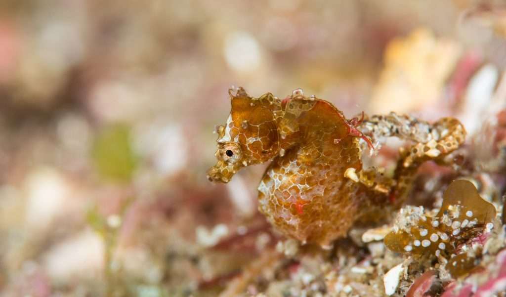 Japanese Pygmy Seahorse