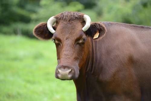 Japanese Shorthorn