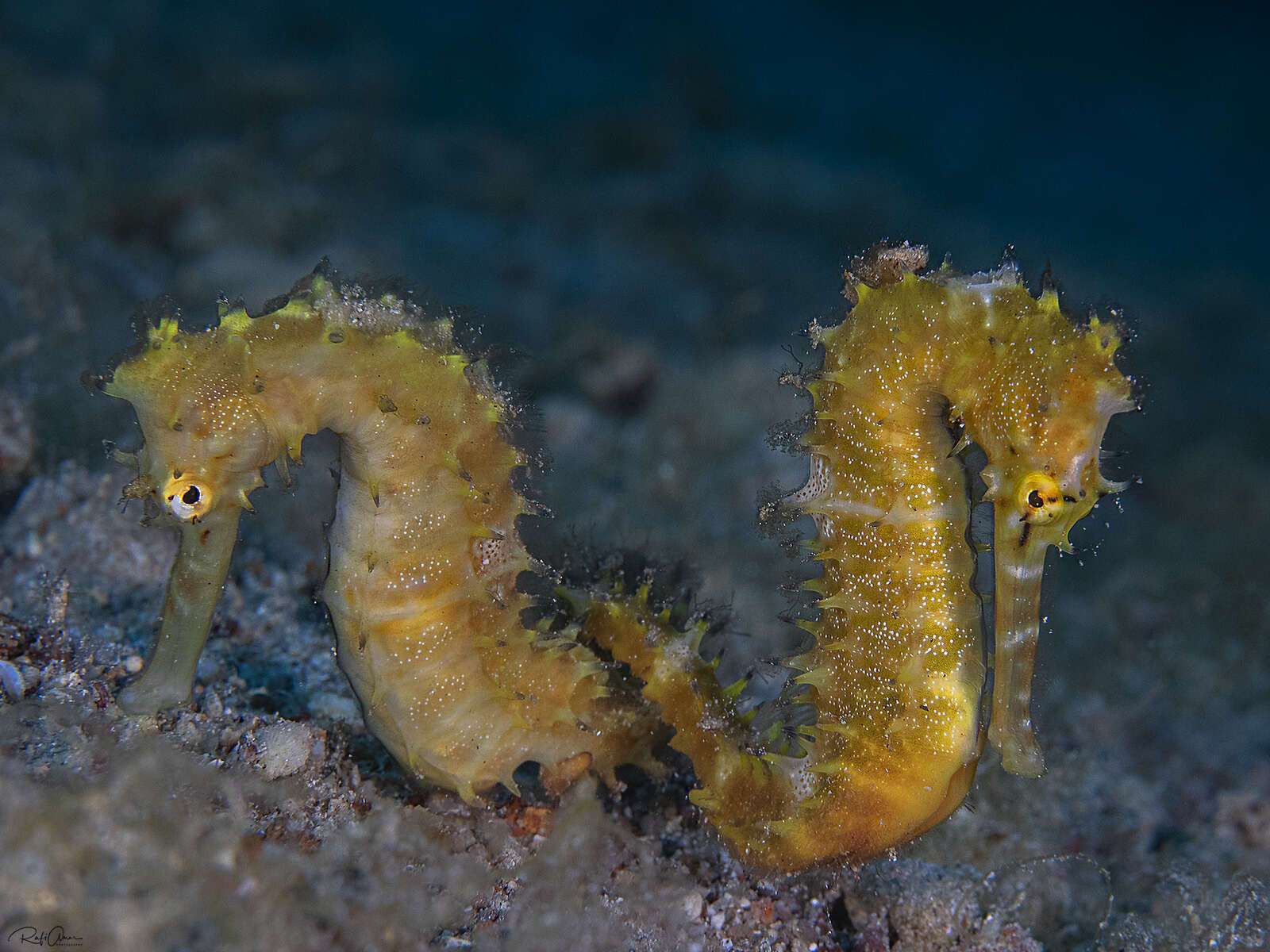 Jayakar's Seahorse