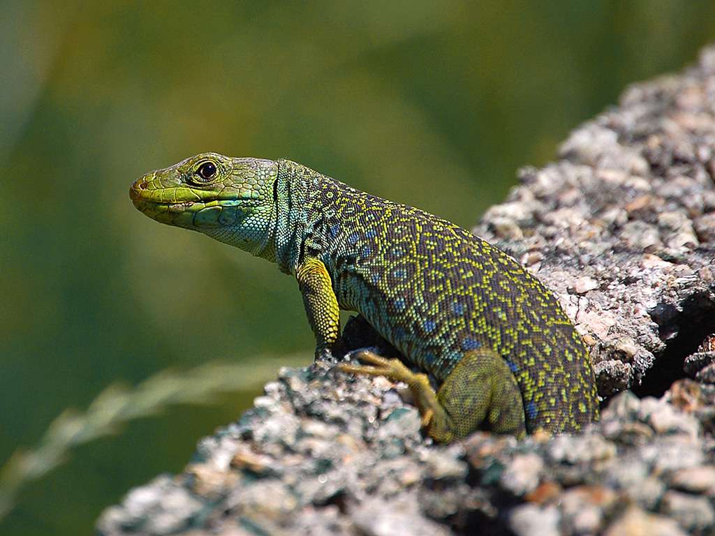 Jewelled Lizard