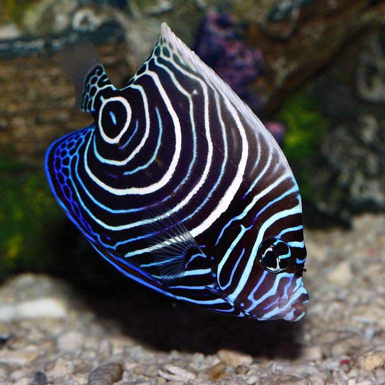 Juvenile Emperor Angelfish