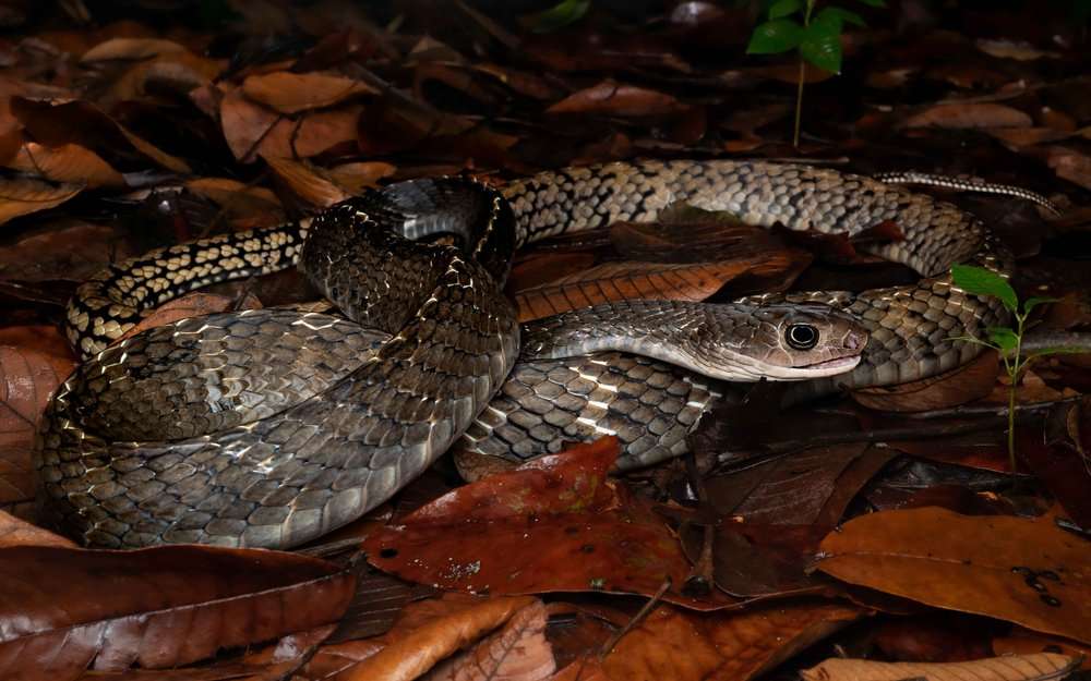 Keeled Rat Snake