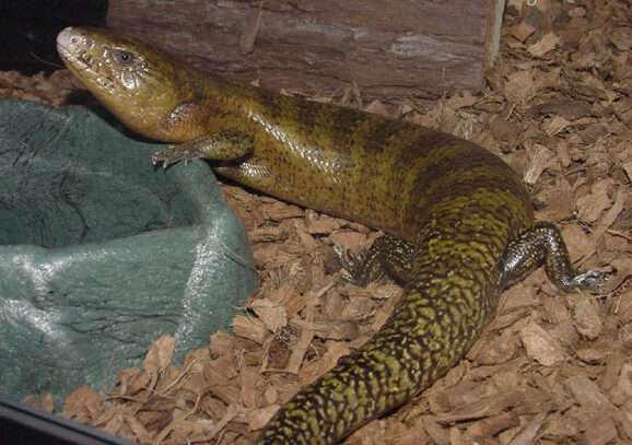 Kei Island Blue Tongue Skink