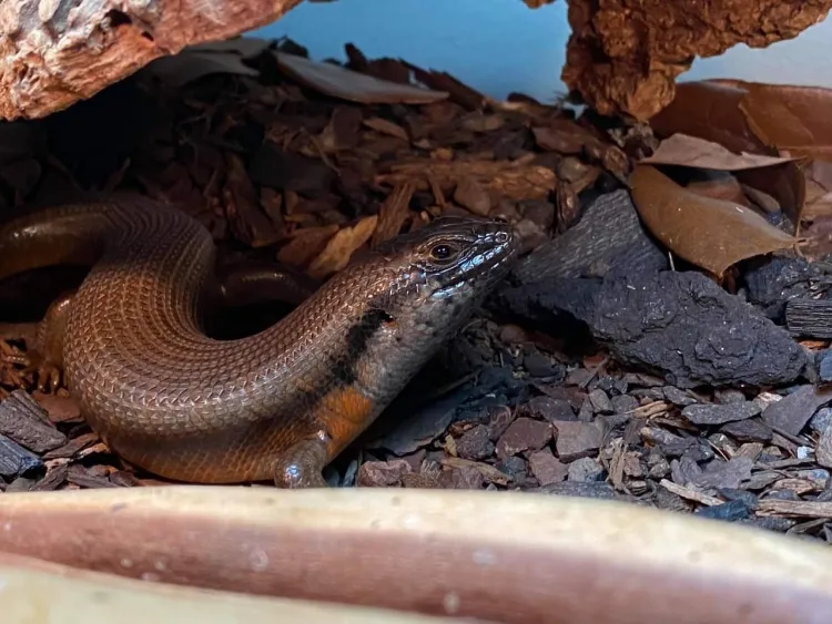 Kenyan Zebra Skink