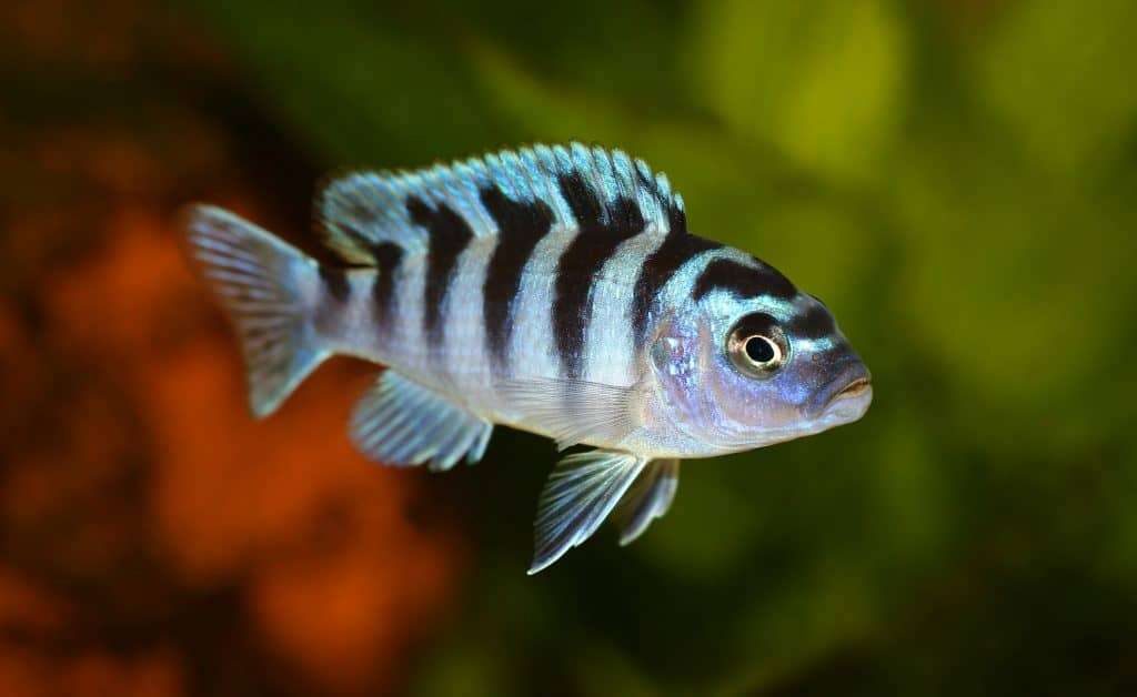 Kenyi Cichlid