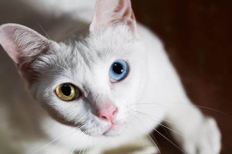 Khao Manee Cat