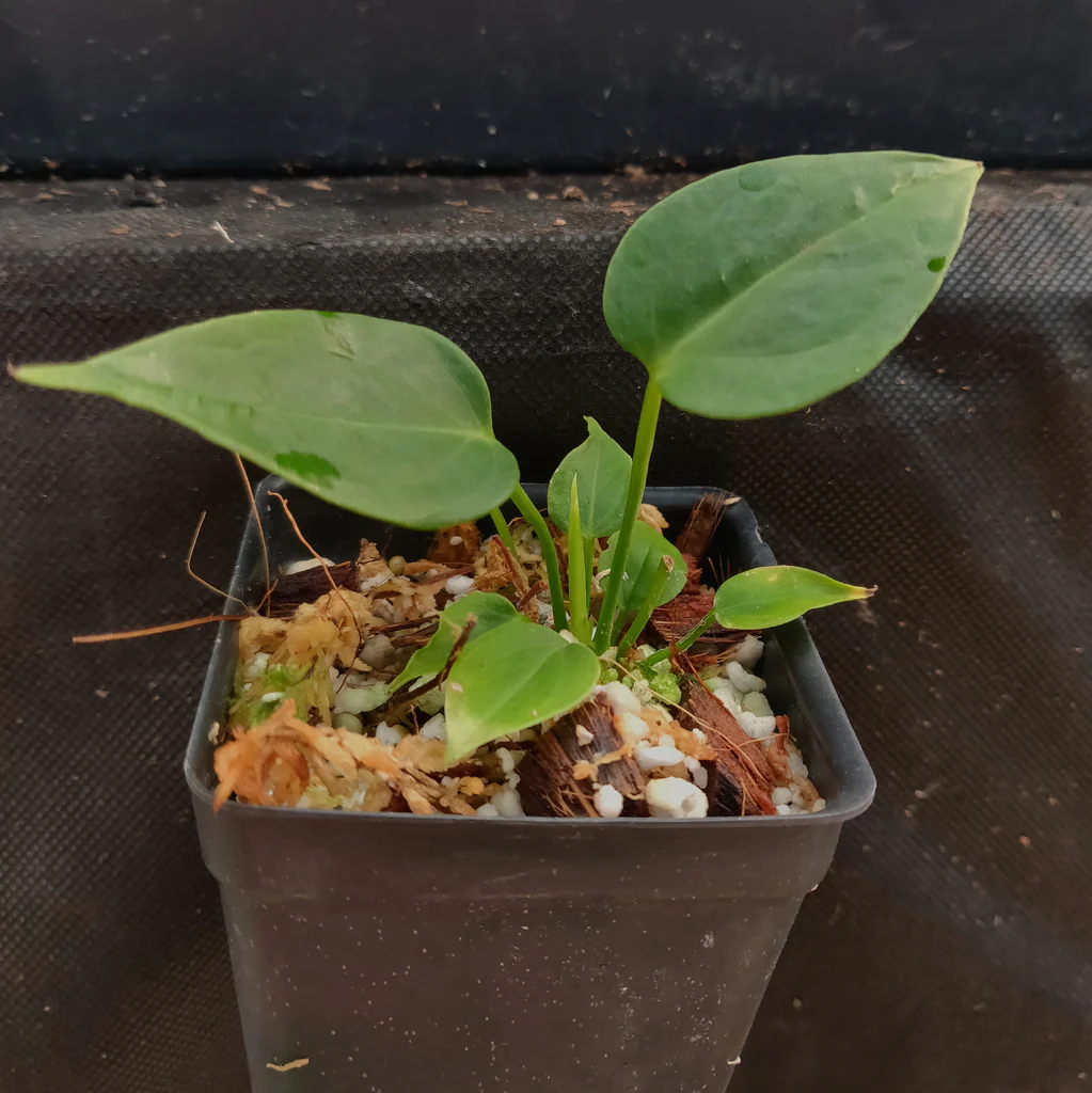 King Anthurium