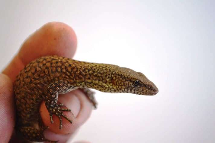 King's Dwarf Monitor