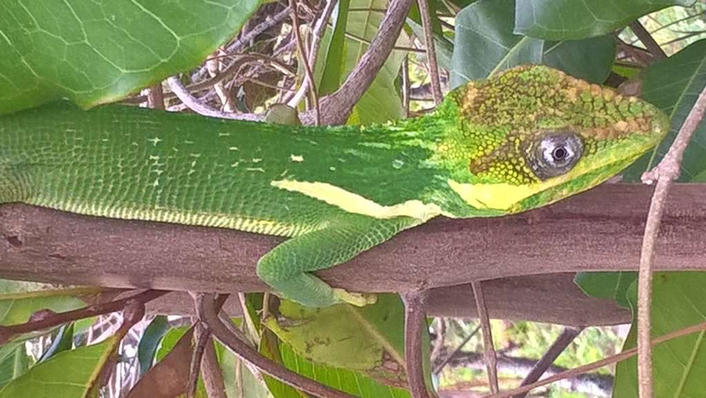 Knight Anole